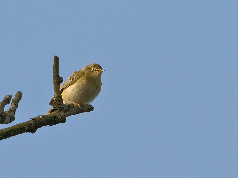 Phylloscopus trochilus Fitis Willow warbler
